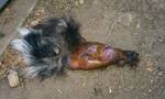 photo: skunk died under house