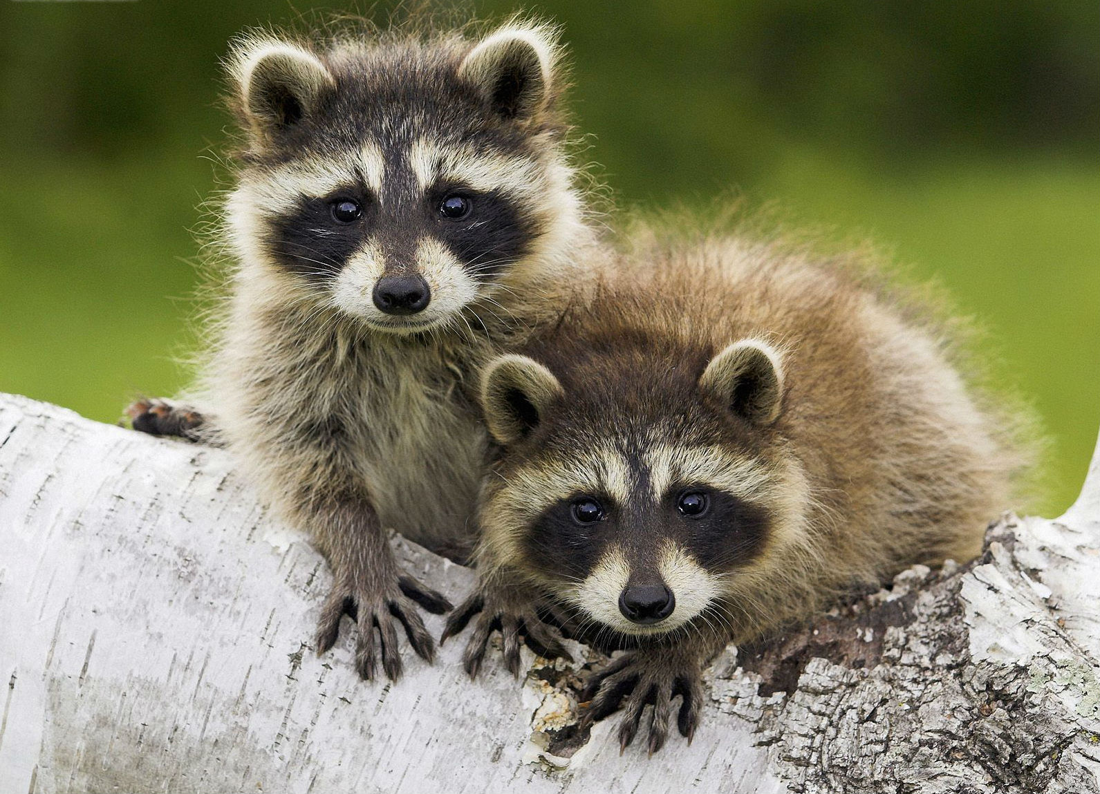 Raccoon removal Los Angeles