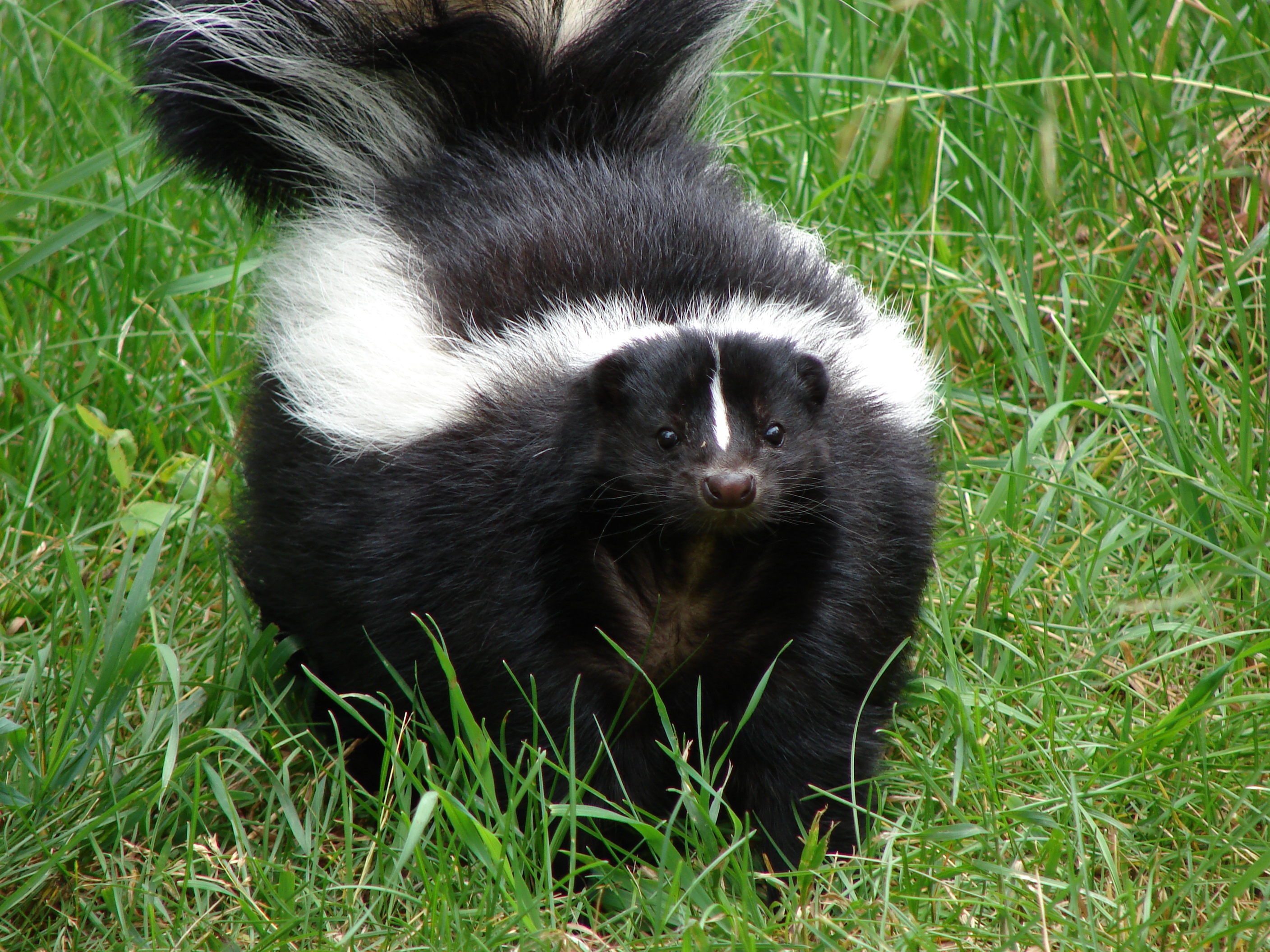 skunks are NOT cute
