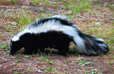 skunk on dirt