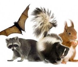 Animal Removal - Van Nuys, CA - HH Wildlife Removal