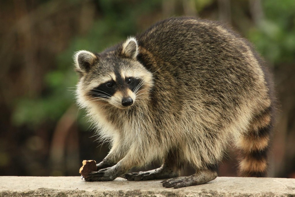 Los Angeles Raccoon Removal