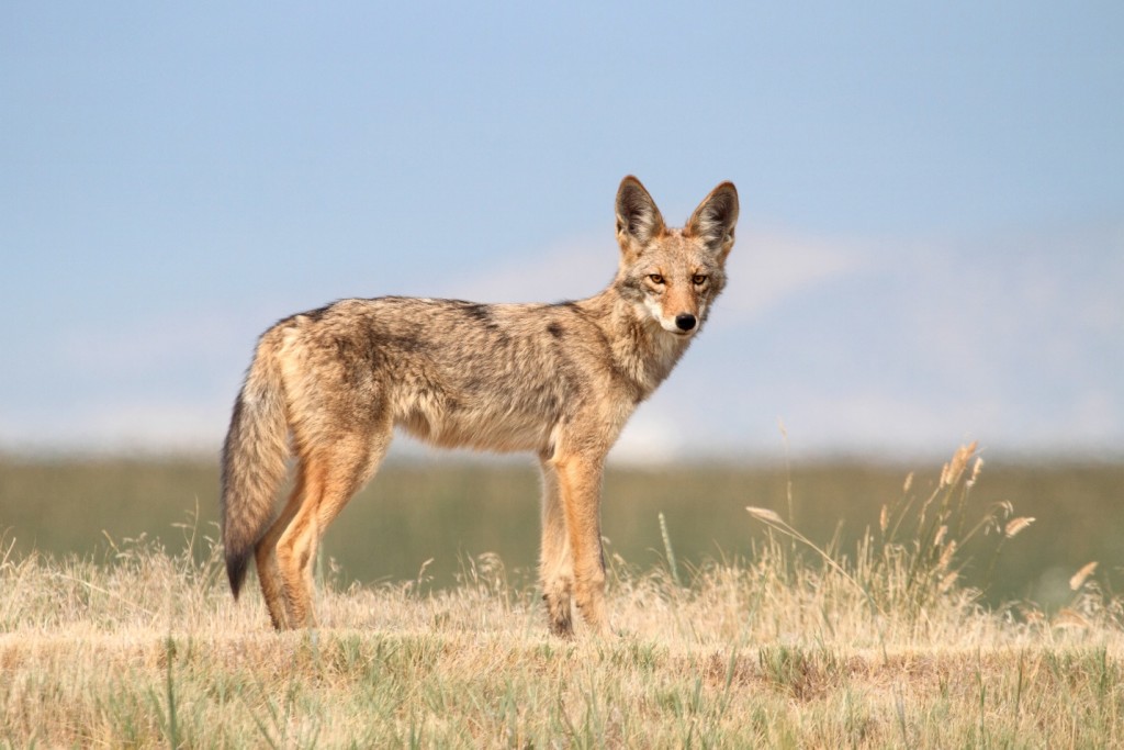 Coyote Removal Los Angeles