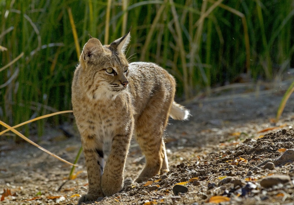 Bobcat in Backyard