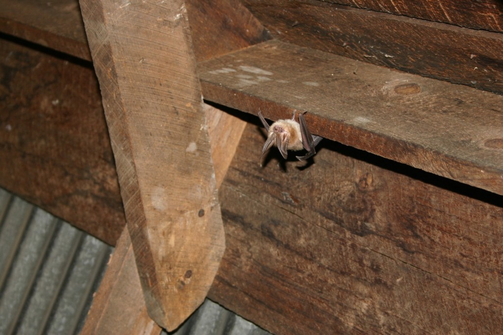 Inspecting Your Attic for Animals