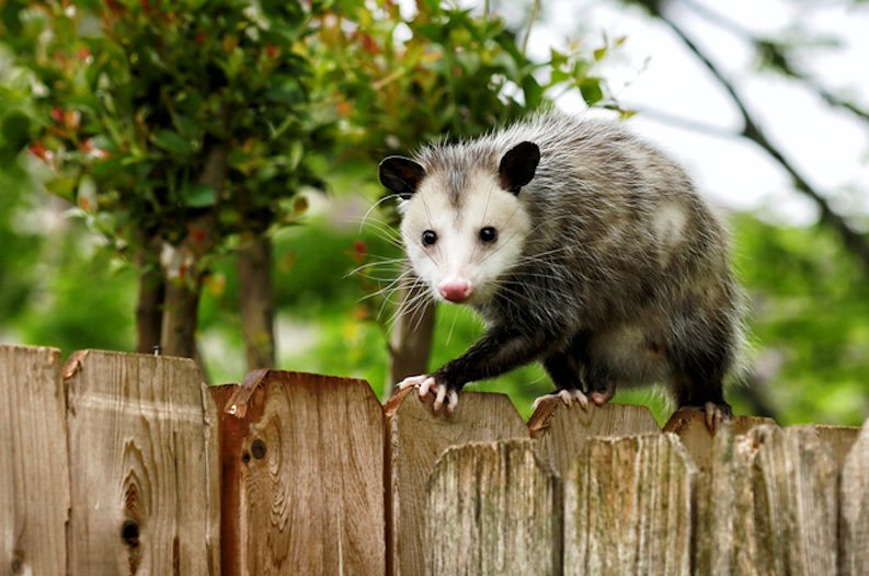 opossum walking on wood fence
