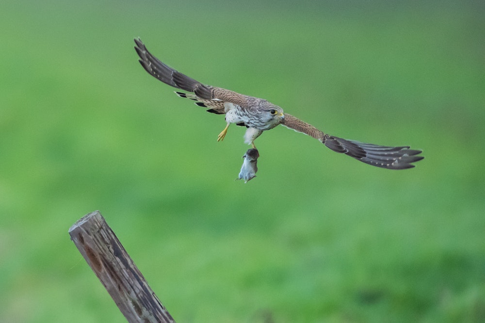 brown and black flying hawk