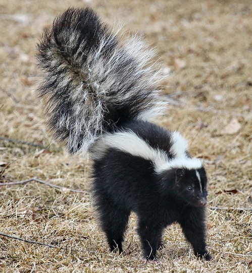 black skunk with white stripe walking on ground