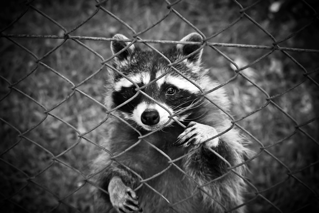 Raccoon behind LA fence