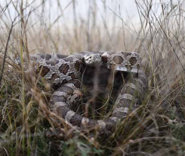 brown rattle snake on grass