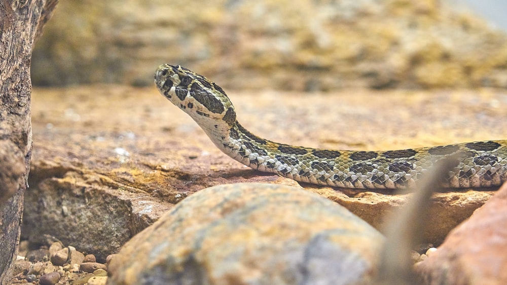 gray snake on ground