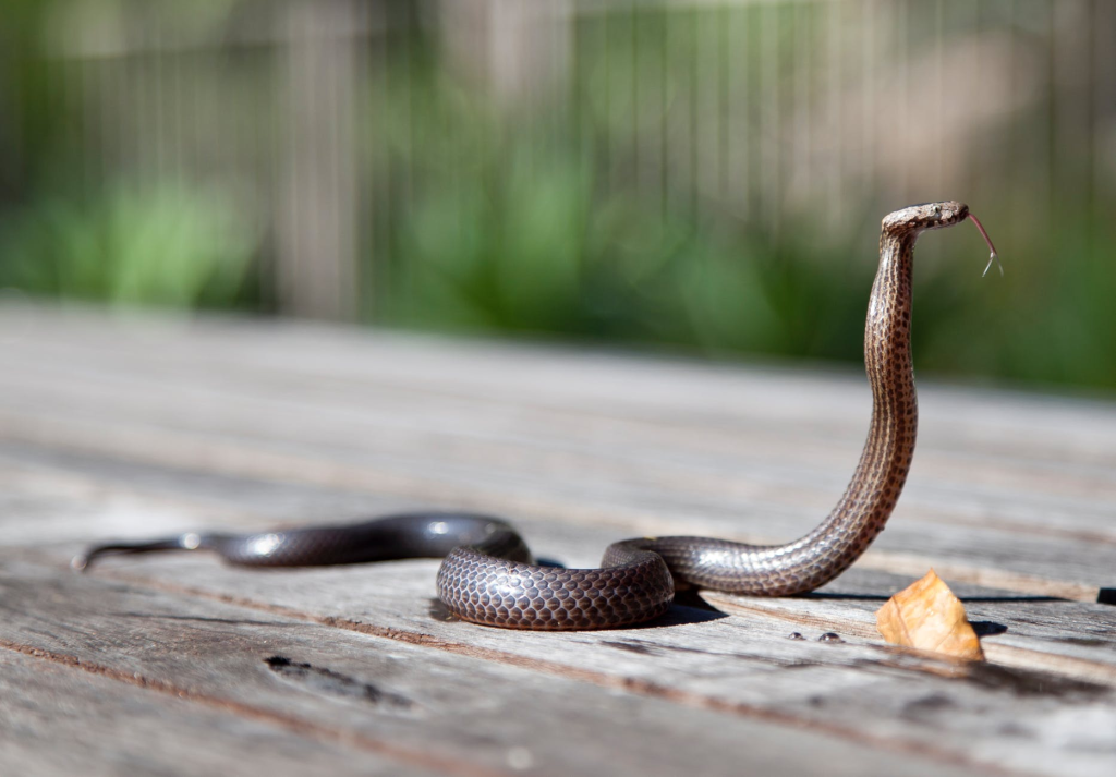 How to Get Rid of Snakes in the House Animal Capture Wildlife Control