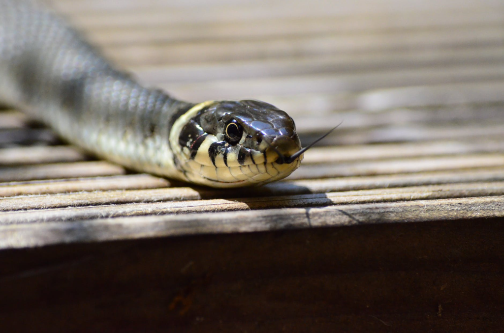 snake forked tongue