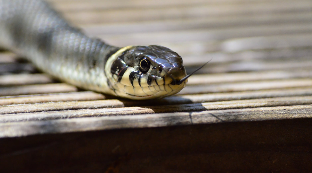 snake forked tongue