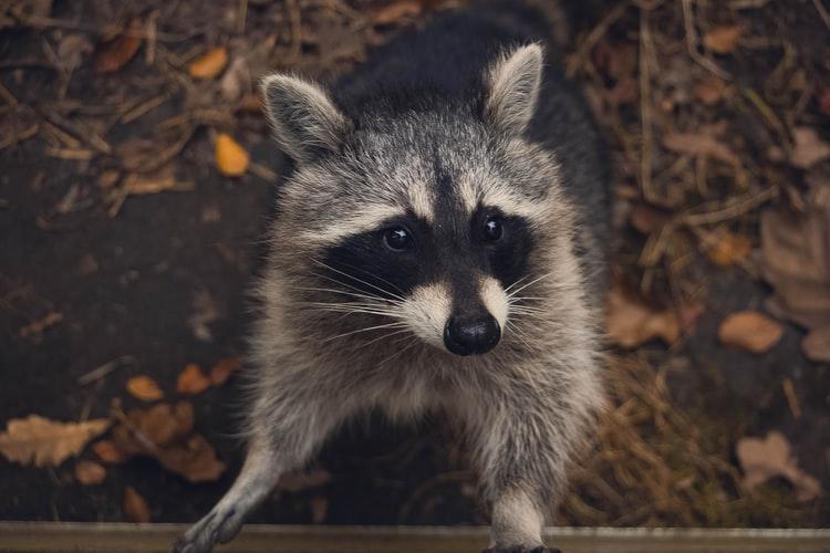 wild raccoon