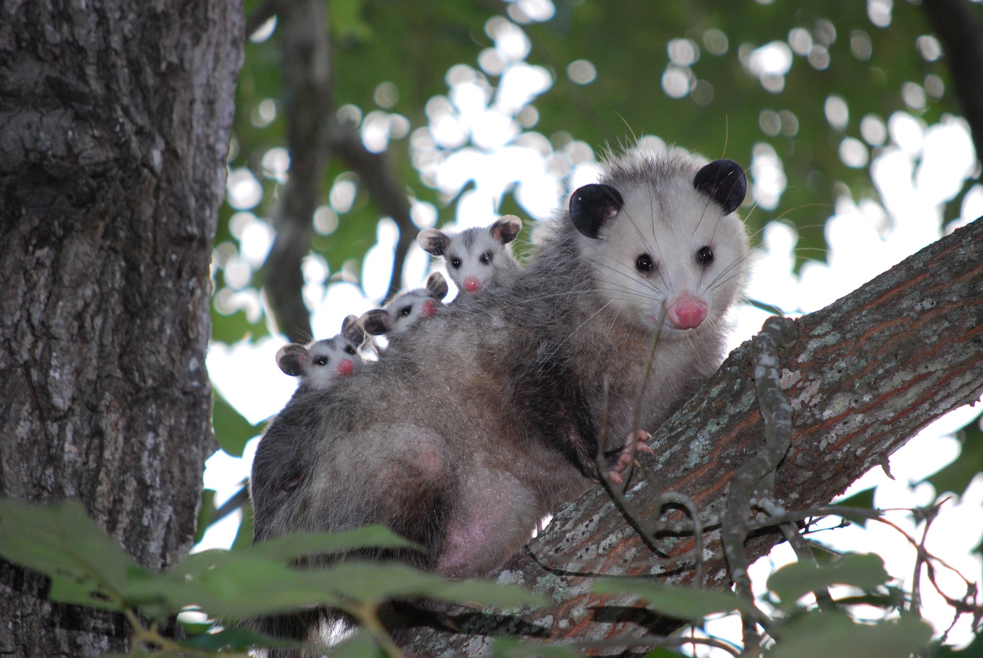 wonderful wildlife opossum lies on a tree