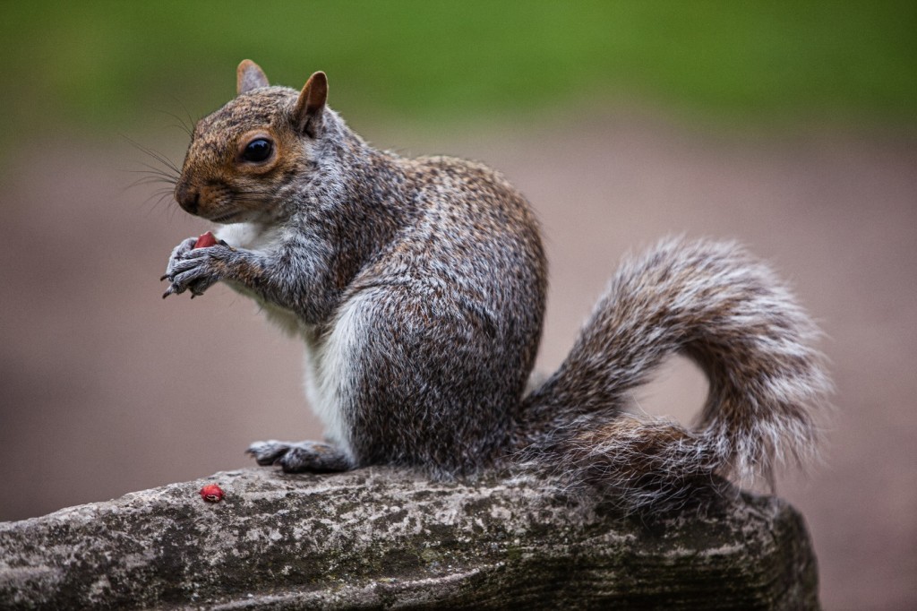 How to keep squirrels away from your home animal capture wildlife control