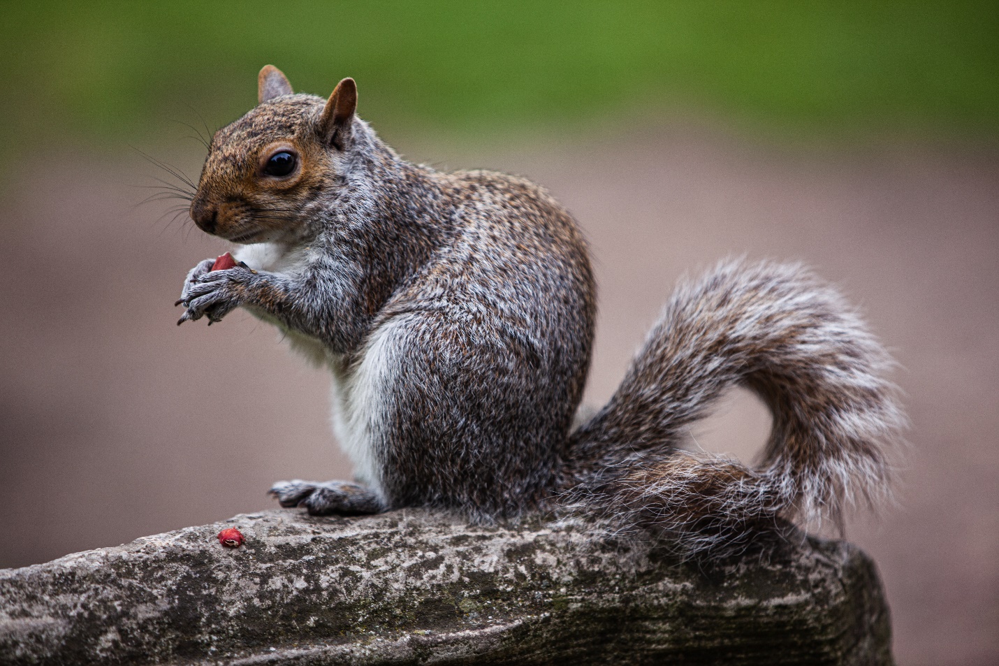 a cute squirrel realizes it is being watched