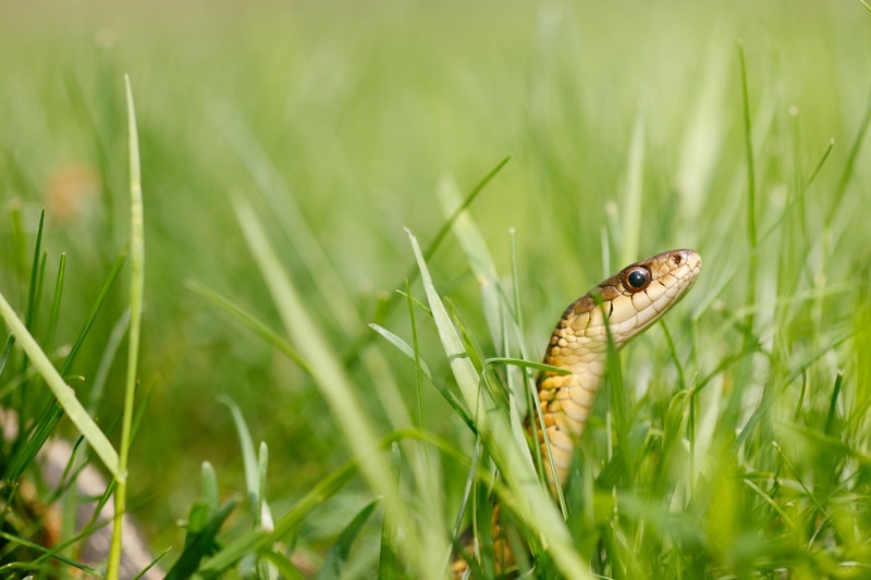 a garter snake in the grass