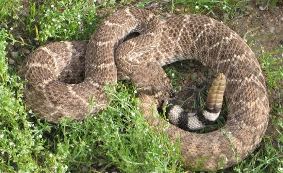 poisonous rattlesnake