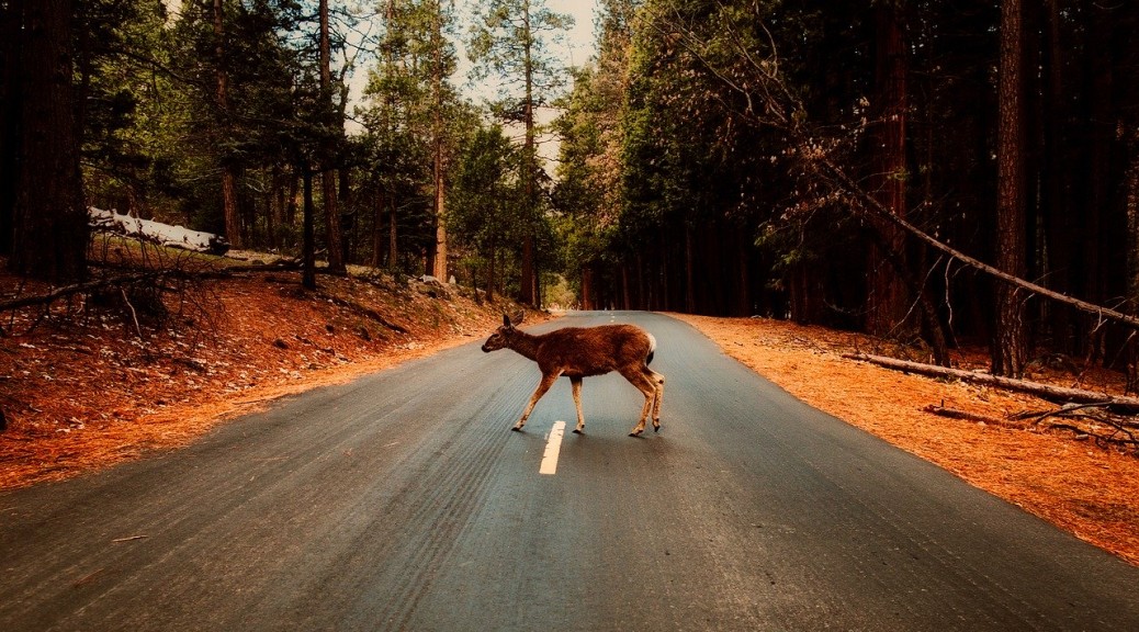 deer crossing the forest road