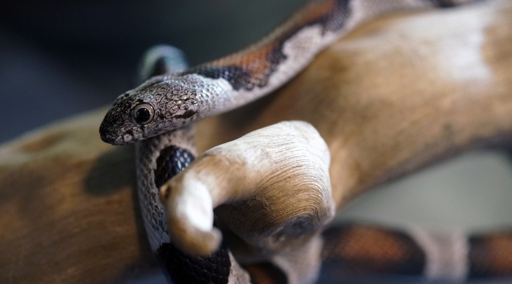 Pet Kingsnake