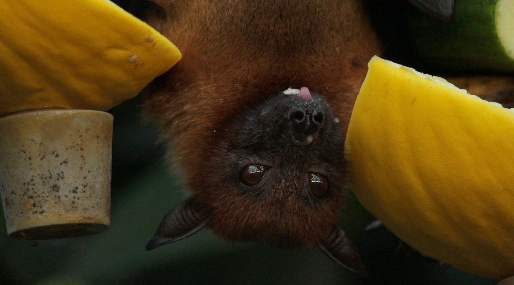 bat hanging upside down on the tree