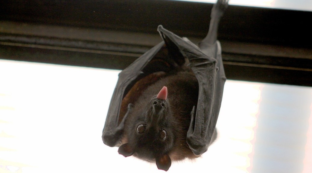 Black Bat Flying Fox