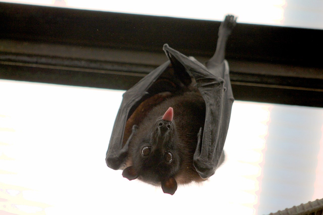 black bat tongue flying fox - Animal Capture Wildlife Control black bat tongue flying fox - Animal Capture Wildlife Control