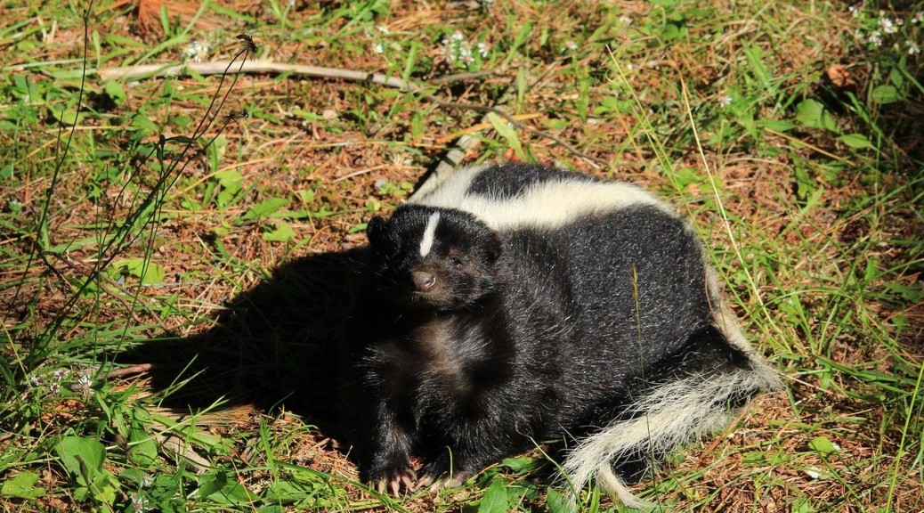 Striped Skunk in Grass