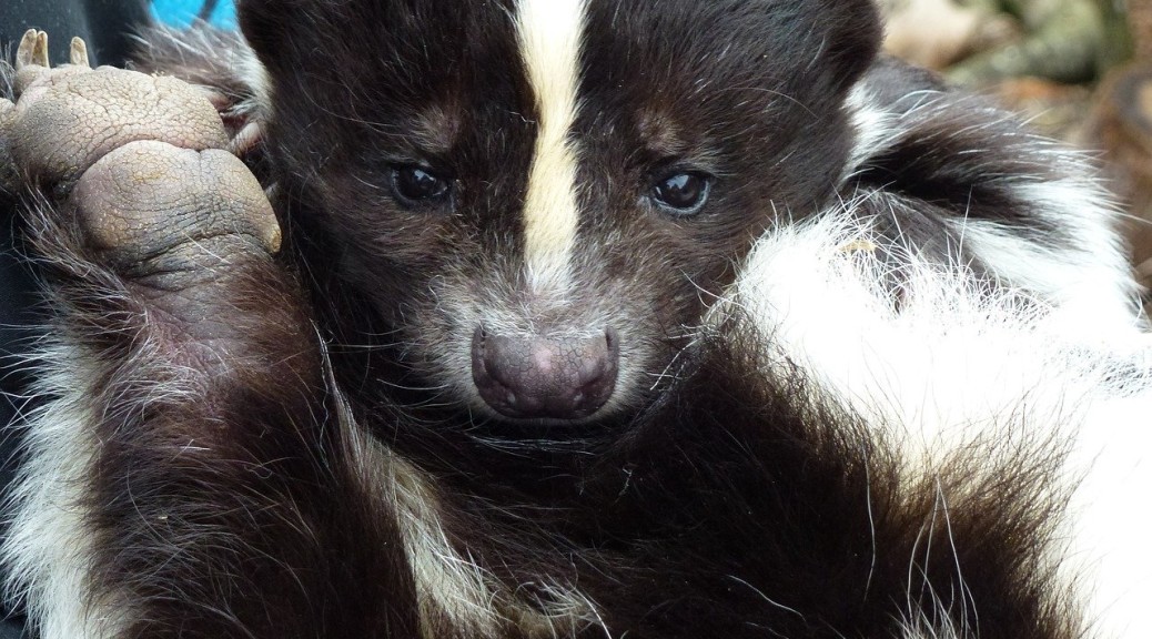 Black and White Skunk