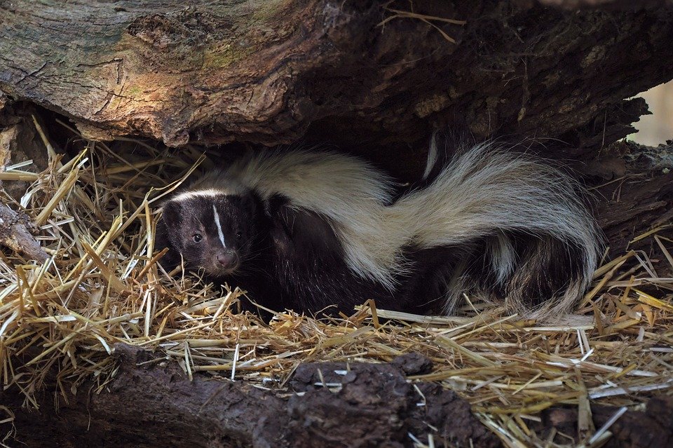 Black and white skunk laying on a bed of dead grass - Animal Capture