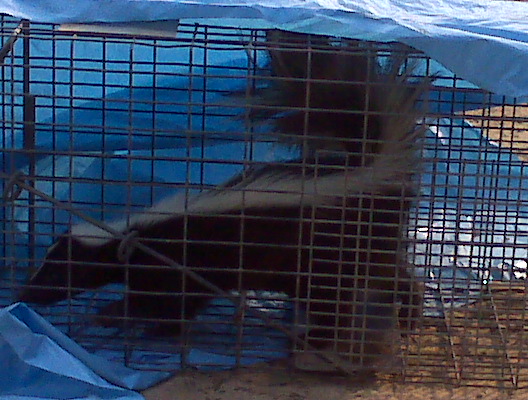 skunk trapped cage