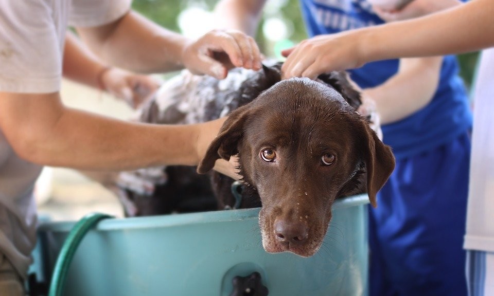 dog taking a bubble bath