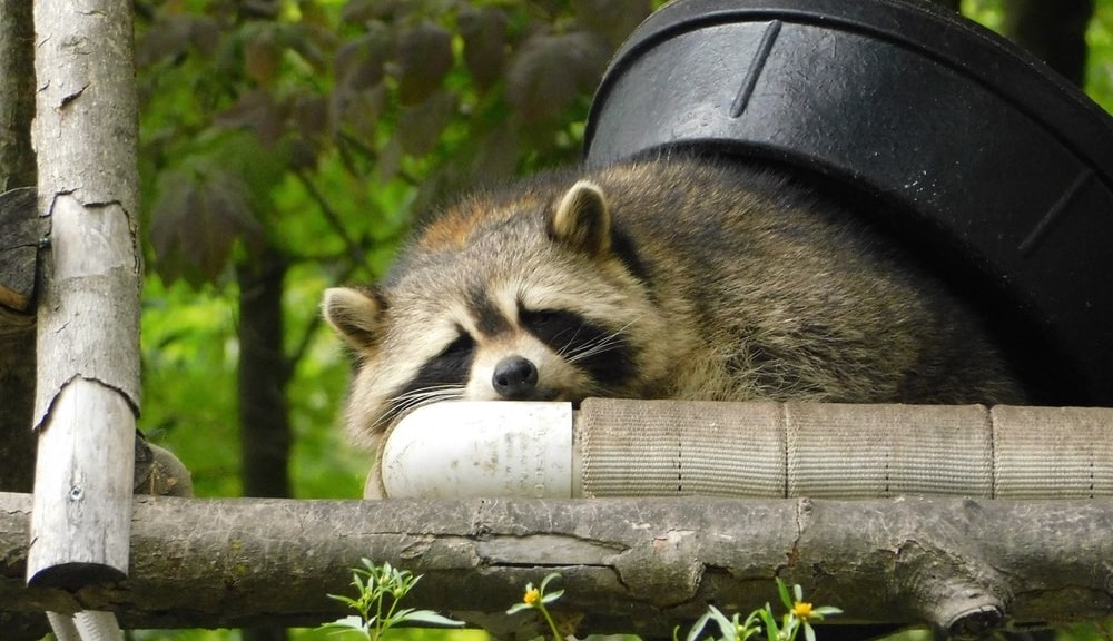 raccoon laying on tren branch