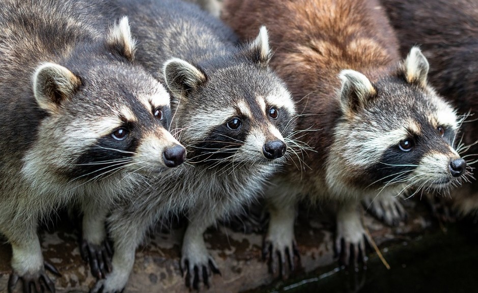 Three cute raccoons