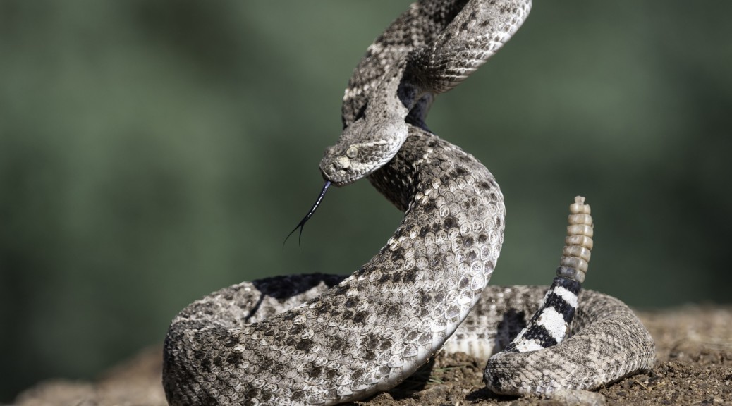 Western Diamondback Rattlesnake