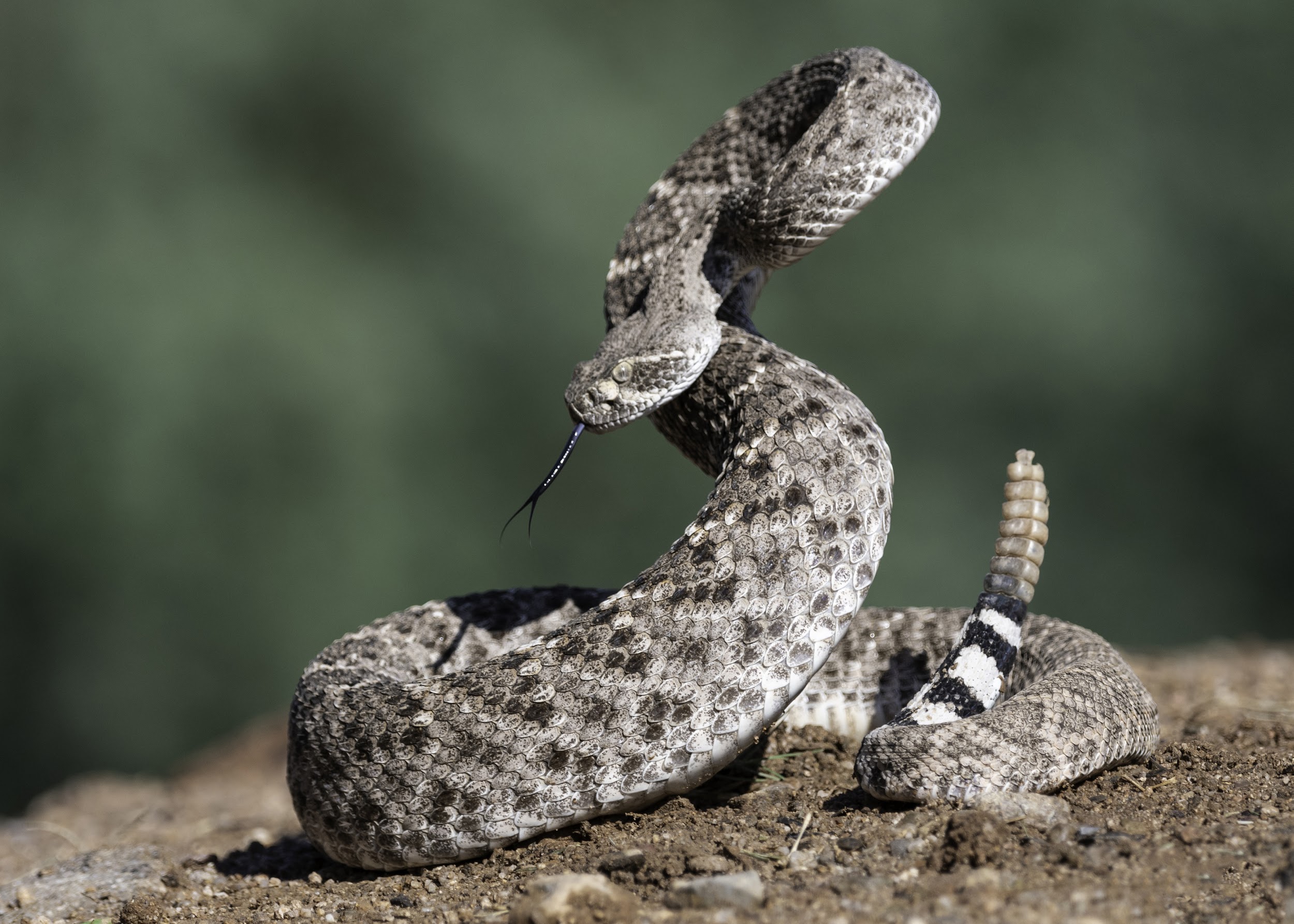 western diamondback rattlesnake venom