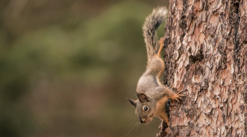 Squirrel on Pine Tree