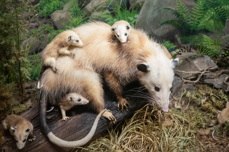 momma Opossums with babies