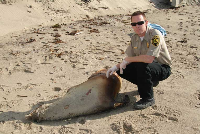dead animal removing service