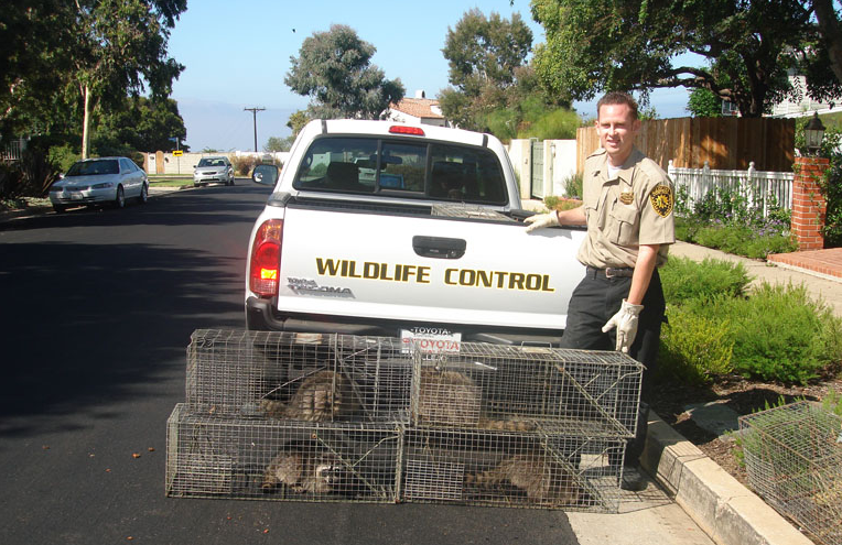 Raccoon traps