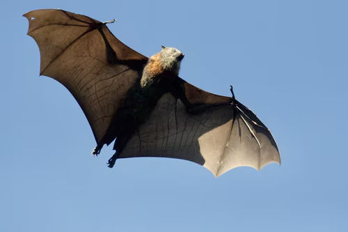 Bat flying on blue sky
