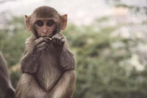 monkey sitting on the ground