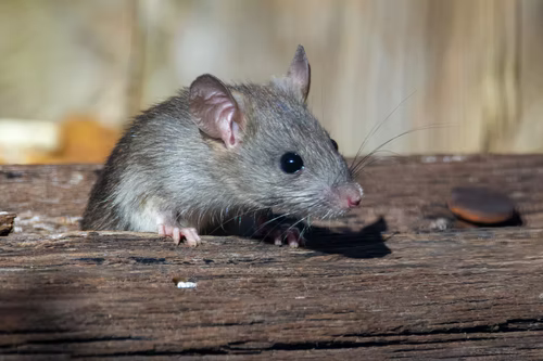 rat on grey textured