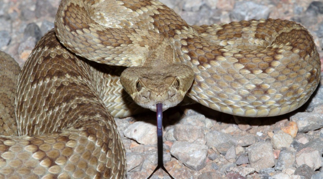 Mojave rattlesnake