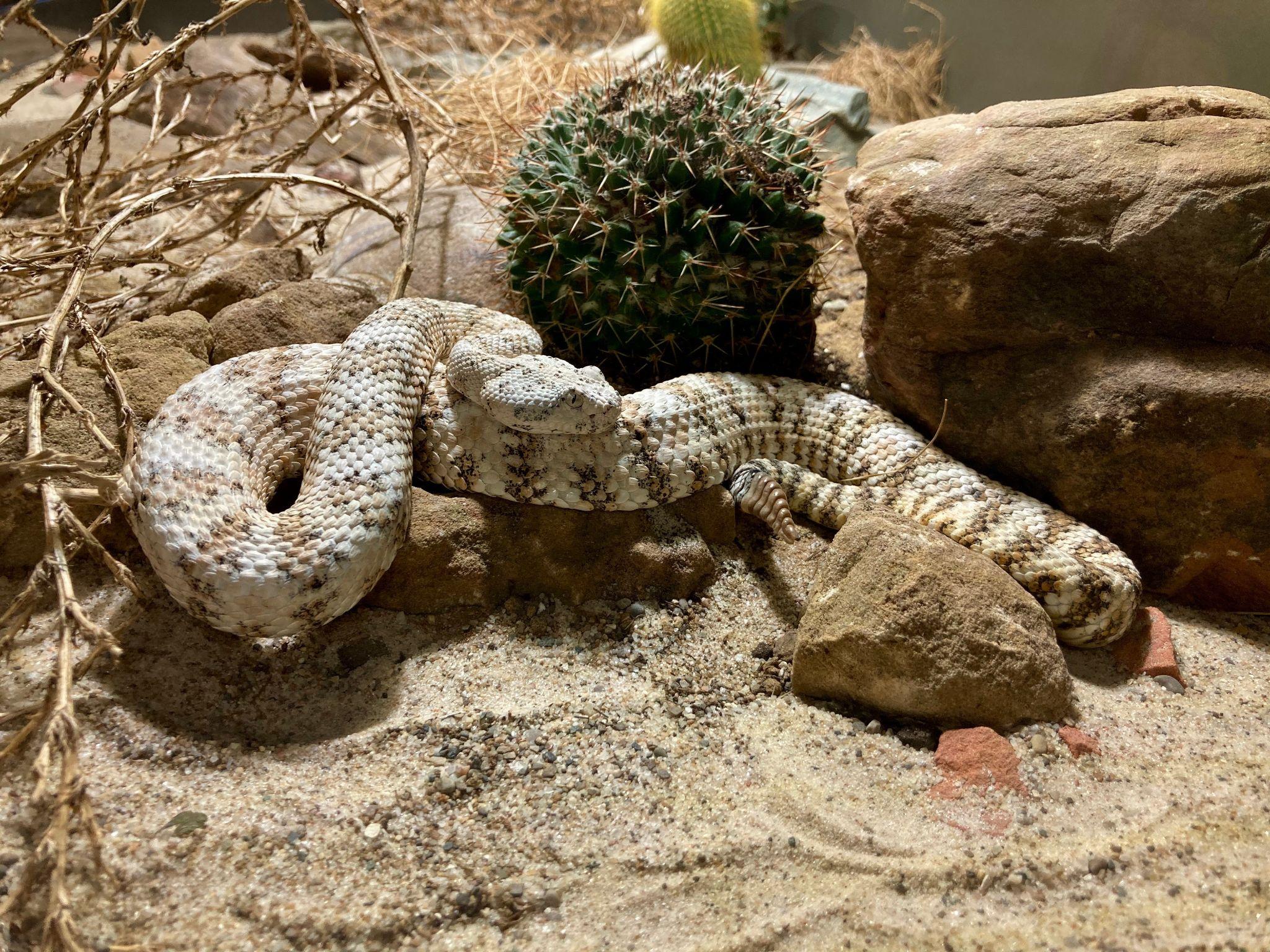 Panamint rattlesnake