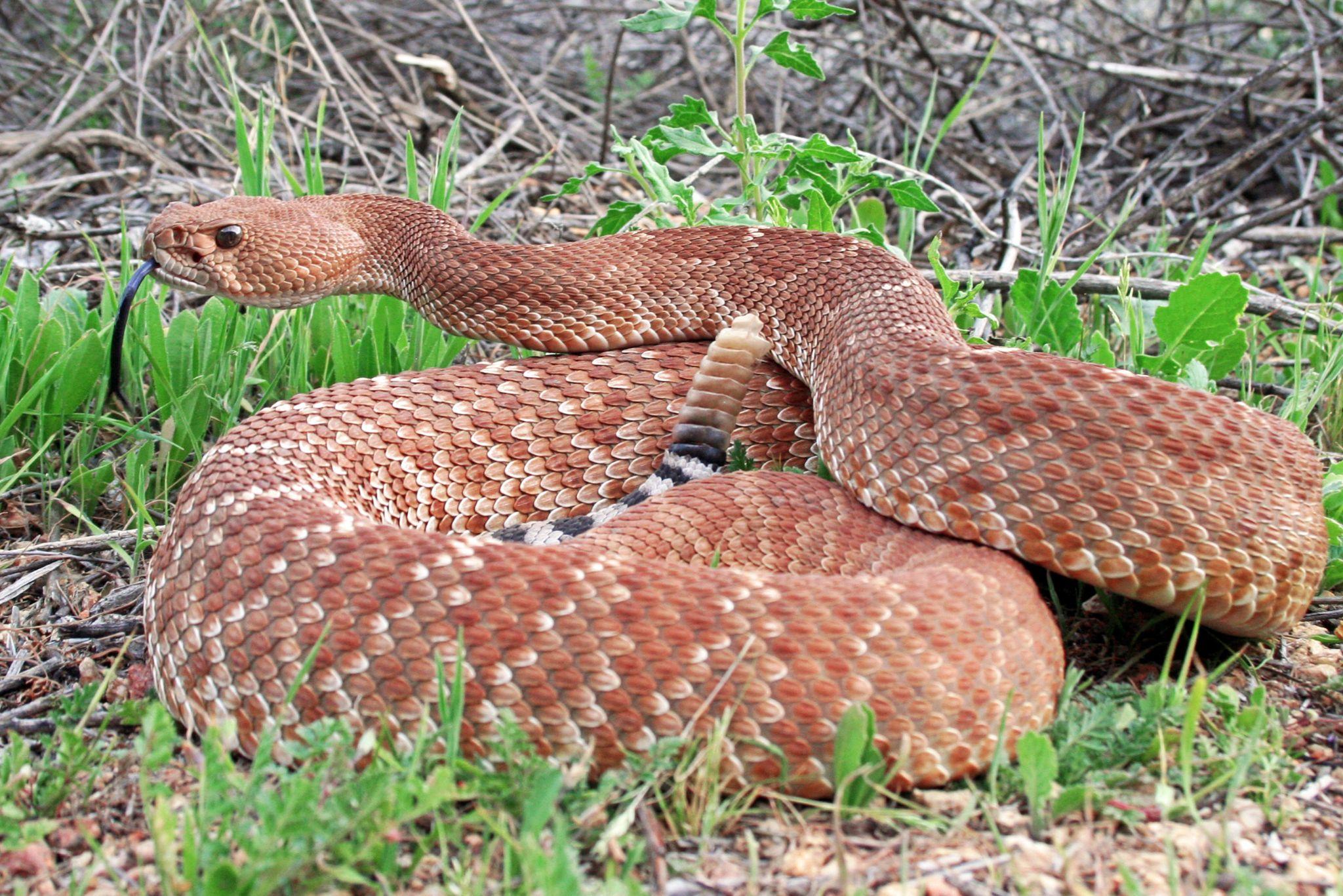 Red diamond rattlesnake