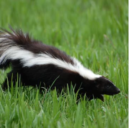 skunk