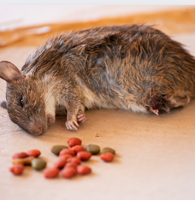 The rat was poisoned to death